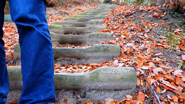 ほしだ園地 つつじの小路 歩道 木道