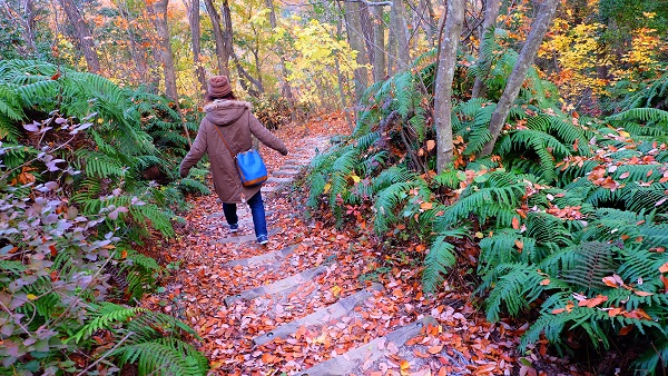 ほしだ園地 つつじの小路 歩道 木道