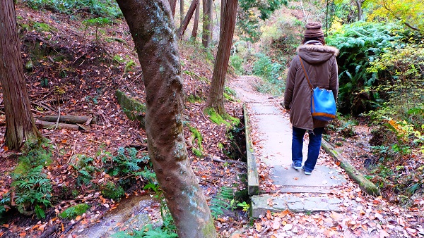 ほしだ園地 歩道 木道 さえずりの路