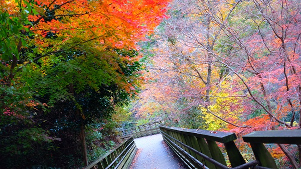 ほしだ園地 歩道 森林鉄道