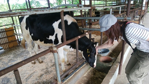 黒沢牧場はおいしい牛乳と牛さんに出会えるレジャーランド【和歌山】