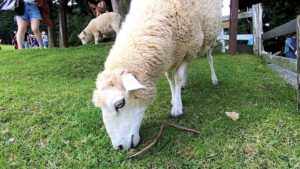 六甲山牧場・イベントを徹底的に楽しめるプラン紹介